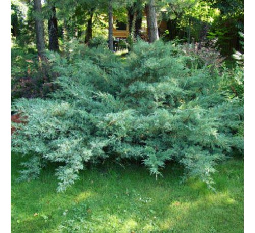 Можжевельник виргинский Хетци (Hetzii) С2